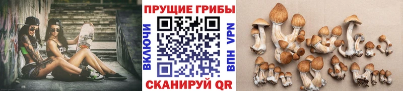 blacksprut ссылки Керчь Псилоцибиновые грибы Psilocybine cubensis продажа наркотиков